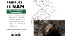 Priložnost za delo z medvedi na novem projektu LIFE DINPIN BEAR